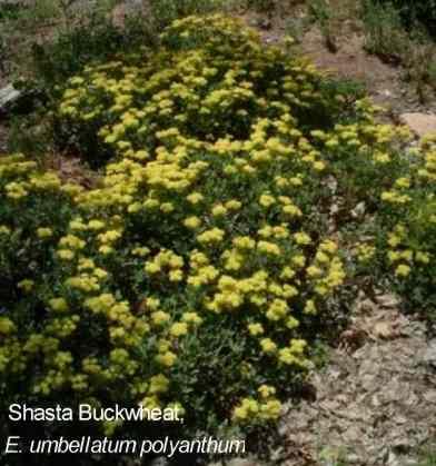 Eriogonum umbellatum polyanthum Shasta Buckwheat tolerates full sun,and part sun.