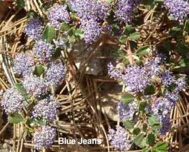 Ceanothus blue jeans
