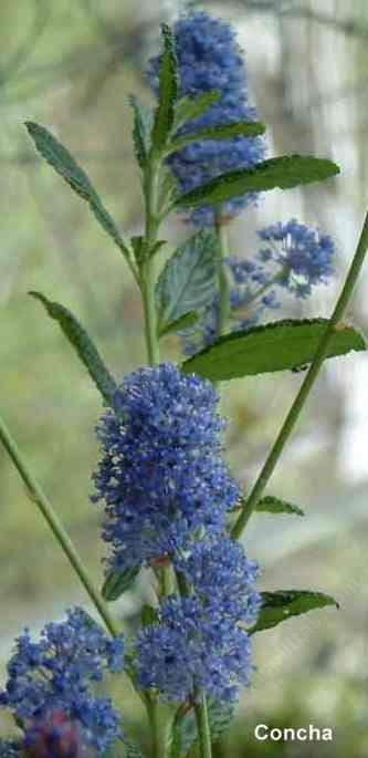 Ceanothus Concha tolerates full sun, alkaline soil, sand,and clay.