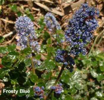 Ceanothus Frosty Blue tolerates full sun, sand,and clay.