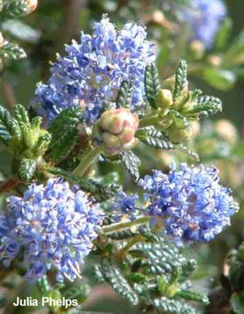 Ceanothus Julia Phelps tolerates full sun, sand, clay,and deer.