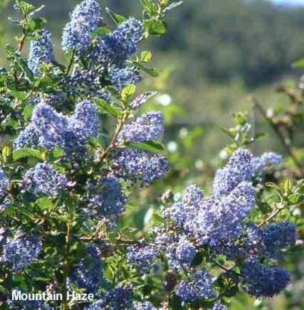 Ceanothus Mountain Haze tolerates full sun,and sand.