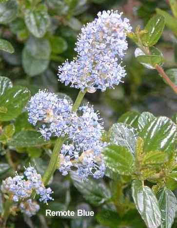 Ceanothus Remote Blue Ceanothus tolerates full sun,and part sun.