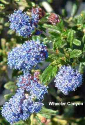 Ceanothus Wheeler Canyon tolerates full sun.