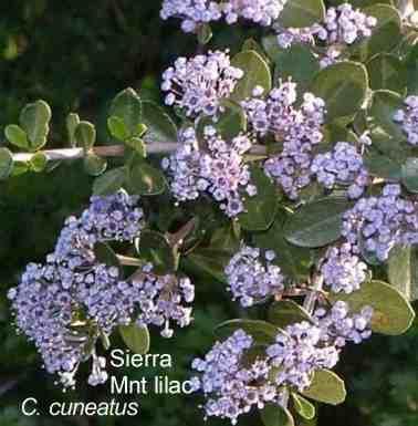 Ceanothus cuneatus Sierra mt. lilac tolerates full sun, part sun,and deer.