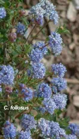Ceanothus foliosus tolerates full sun, part sun, clay,and serpentine.