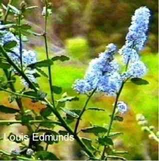 Ceanothus griseus Louis Edmunds tolerates full sun, alkaline soil, sand,and clay.