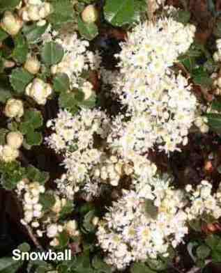 Ceanothus rigidus Snowball tolerates full sun, part sun, sand,and deer.