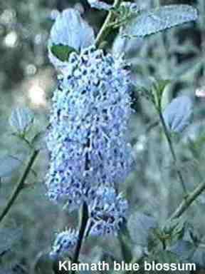 Ceanothus thyrsiflorus Klamath tolerates full sun,and part sun.