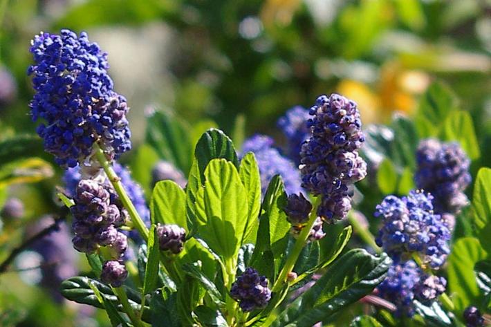 Ceanothus thyrsiflorus Skylark tolerates clay,and deer.