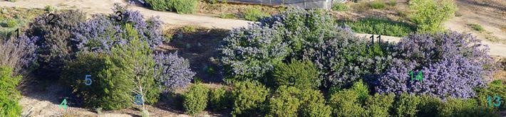 A planting of Ceanothus, Mountain lilacs.