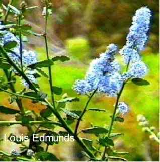 Ceanothus griseus Louis Edmunds tolerates full sun, alkaline soil, sand,and clay.