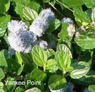Ceanothus griseus horizontalis Yankee Point tolerates full sun, part sun, seaside conditions, alkaline soil, sand,and clay.