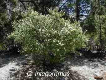 Ceanothus integerrimus tolerates full sun,and part sun.