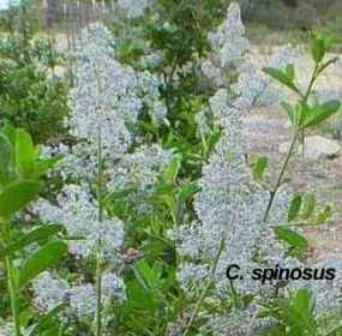 Ceanothus spinosus tolerates full sun,and part sun.