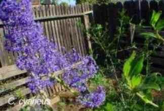 Ceanothus cyaneus tolerates full sun,and clay.