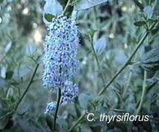 Ceanothus thyrsiflorus Big Sur mountain lilac tolerates full sun, part sun, seaside conditions,and clay.