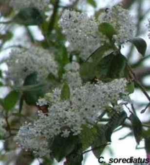 Ceanothus sorediatus tolerates full sun, part sun, clay,and deer.