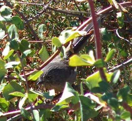 A Wrentit, Chamaea fasciata, in a Chaparral Honeysuckle, Lonicera interrupta.