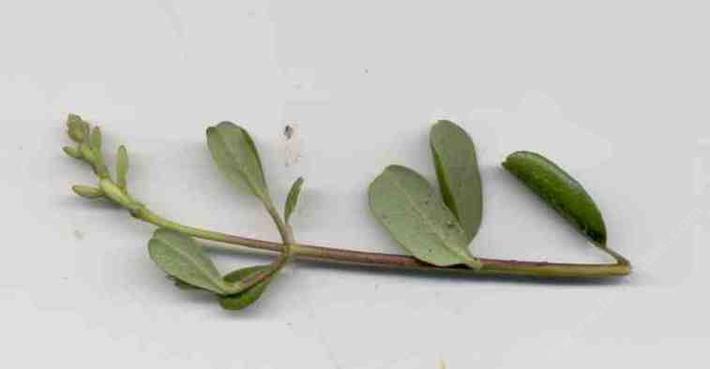 Southern honeysukle grows in southern California chaparral and coastal scrub.