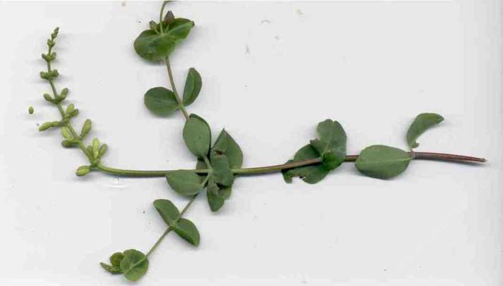 Lonicera interrupta. This coastal form of  Chaparral Honeysuckle