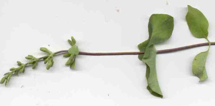 Lonicera interupta. This Sierra form of  Chaparral Honeysuckle