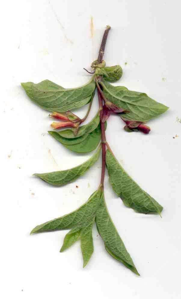 Twinberry occurs in mountains and coastal areas, not in between!