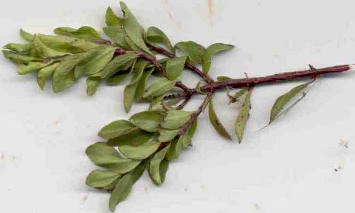 Lonicera denutata, the Chaparral Honeysuckle. 