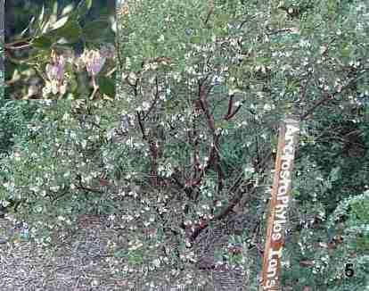 Arctostaphylos Ian Bush Manzanita tolerates full sun, part sun, and clay.