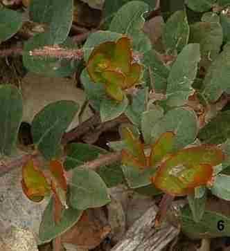 Arctostaphylos John Dourley tolerates full sun, part sun, and clay.