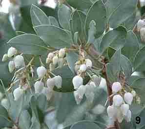 Arctostaphylos Margarita Pearl tolerates full sun, part sun, and sand.