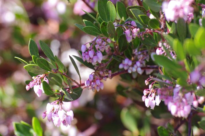 Harmony grows knee high and has reddish-brown bark with pink flowers and green foliage