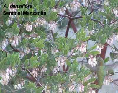 Arctostaphylos densiflora Sentinel Manzanita is great for a bird garden and a butterfly garden.