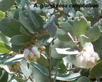 Arctostaphylos glandulosa campbelliae tolerates full sun,and clay.