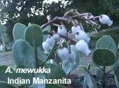 Indian Manzanita grows from three to eight foot tall with red bark and gray green foliage.