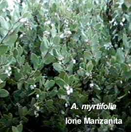 Ione Manzanita is a very low growing manzanita with white flowers and red bark.