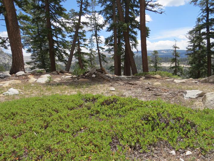 Pine-mat is an excellent ground cover