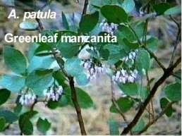 This species is at its best where there are cool summers.