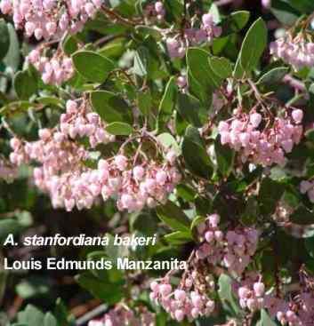 Louis Edmunds Manzanita has ping flowers and dark green foliage with dark bark.