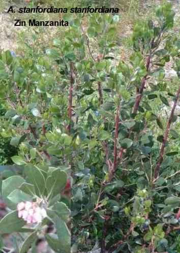Arctostaphylos stanfordiana stanfordiana Zin Manzanita is great for a bird garden and a butterfly garden.