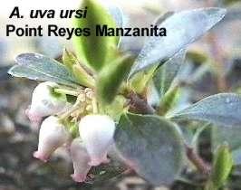 Point Reyes Manzanita is a very flat ground cover growing three to six inches tall and ten foot wide.