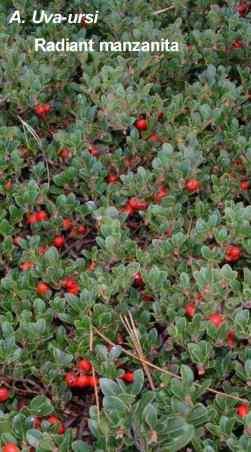 Arctostaphylos uva-ursi Radiant Manzanita tolerates full sun, part sun, sand,and clay.