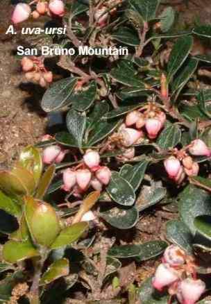 San Bruno mountain Manzanita is also an excellent ground cover. It has small dark green leaves and pink flowers.