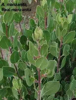 Real manzanita is a shorter version of Dr. Hurd.