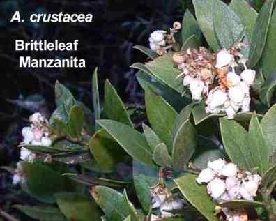 Arctostaphylos crustacea tolerates full sun, part sun,and sand.