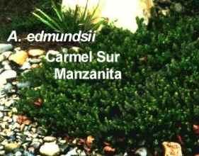 Arctostaphylos edmundsii Carmel Sur Manzanita tolerates full sun, part sun, sand,and clay.