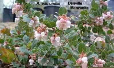Arctostaphylos edmundsii Danville Manzanita tolerates full sun, part sun, sand,and clay.
