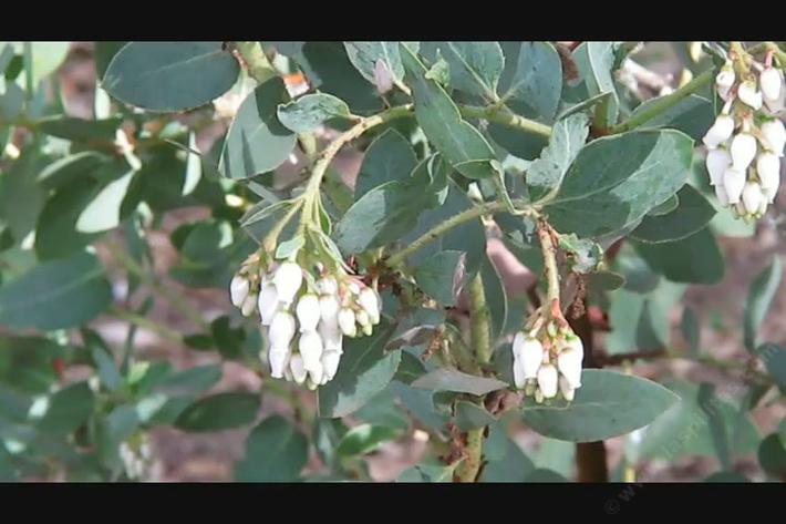 Arctostaphylos glandulosa mollis tolerates full sun,and clay.