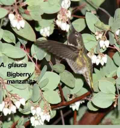 Arctostaphylos glauca tolerates full sun,and alkaline soil.