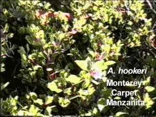 Arctostaphylos hookeri Monterey Carpet manzanita tolerates part sun, full shade,and sand.